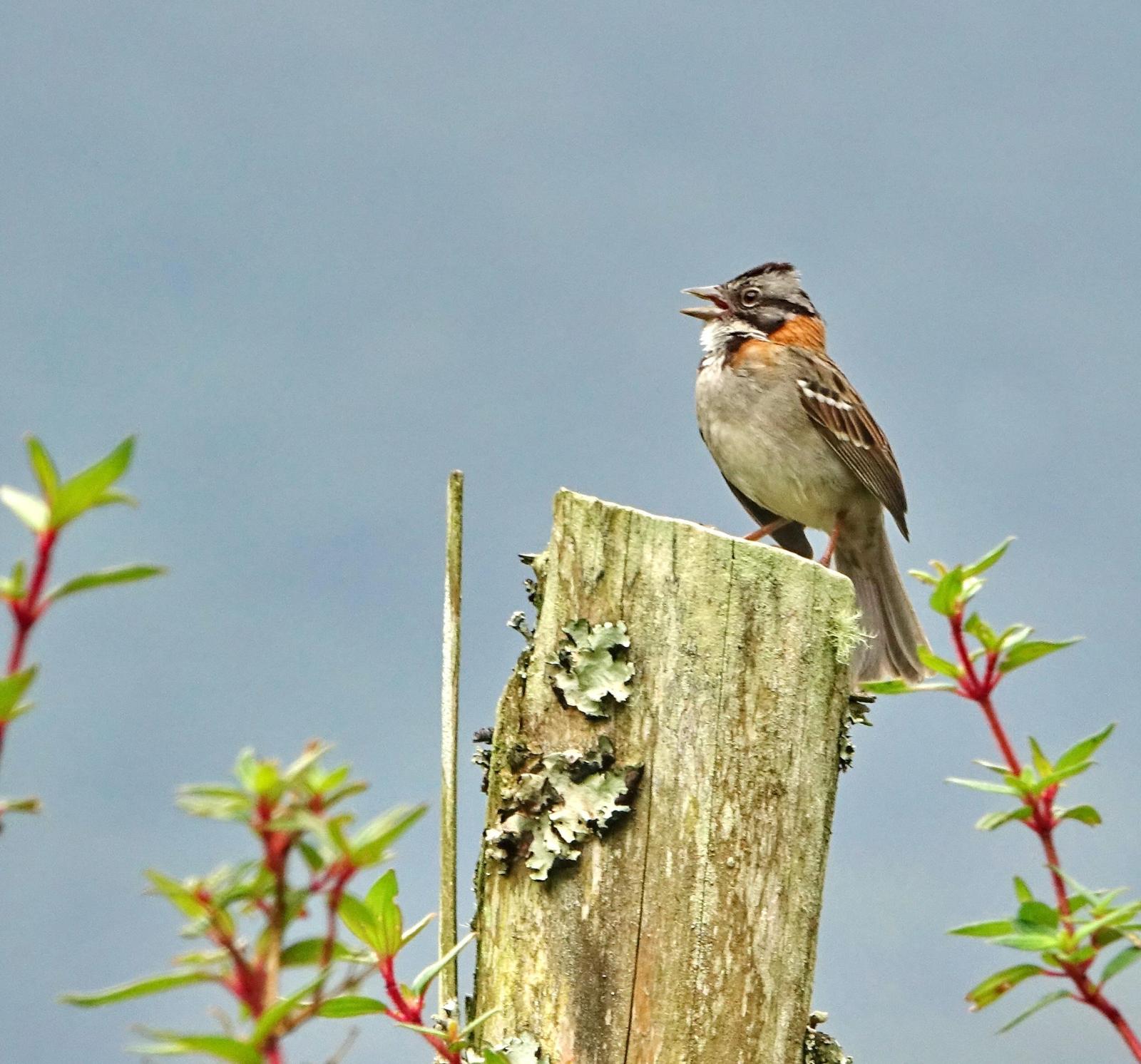Rufous-collared Sparrow Photo by Doug Swartz