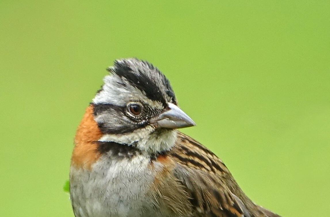Rufous-collared Sparrow Photo by Doug Swartz