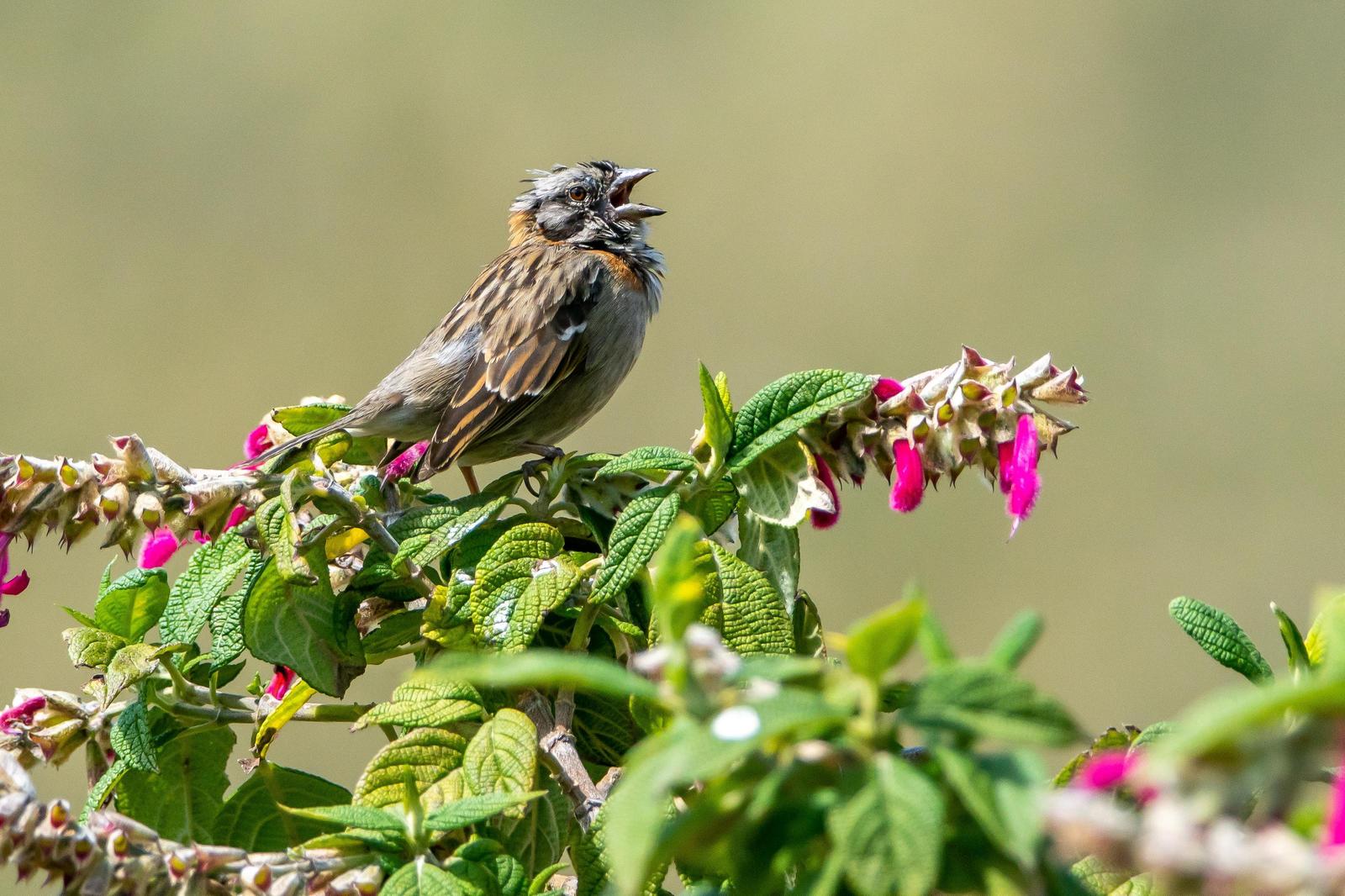 Rufous-collared Sparrow Photo by Gerald Hoekstra