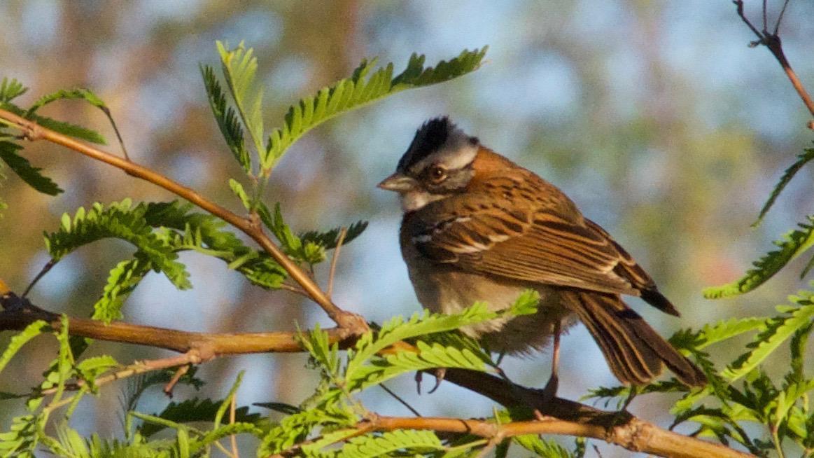 Rufous-collared Sparrow Photo by Susan Leverton