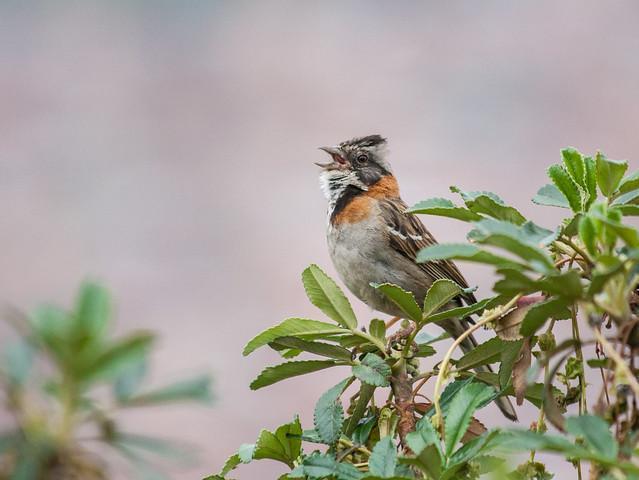 Rufous-collared Sparrow Photo by heather valey