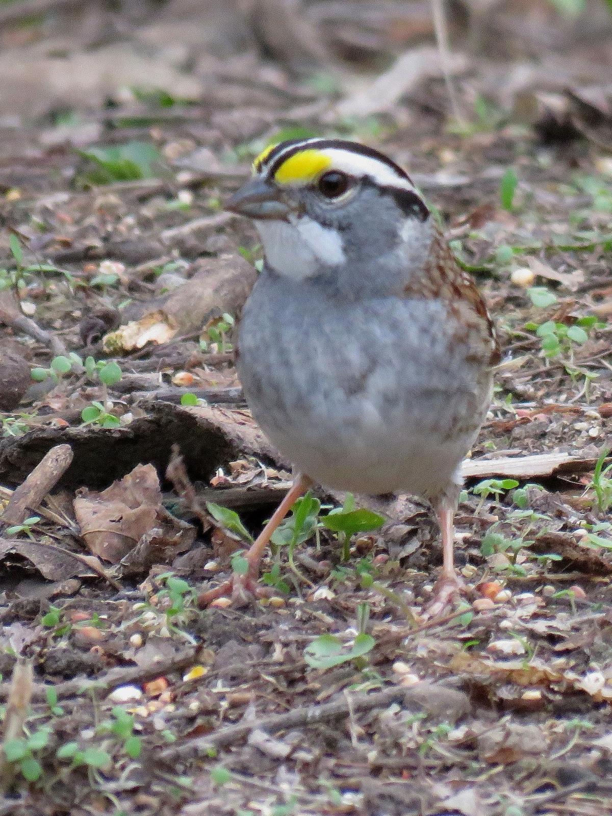 White-throated Sparrow Photo by Kent Jensen