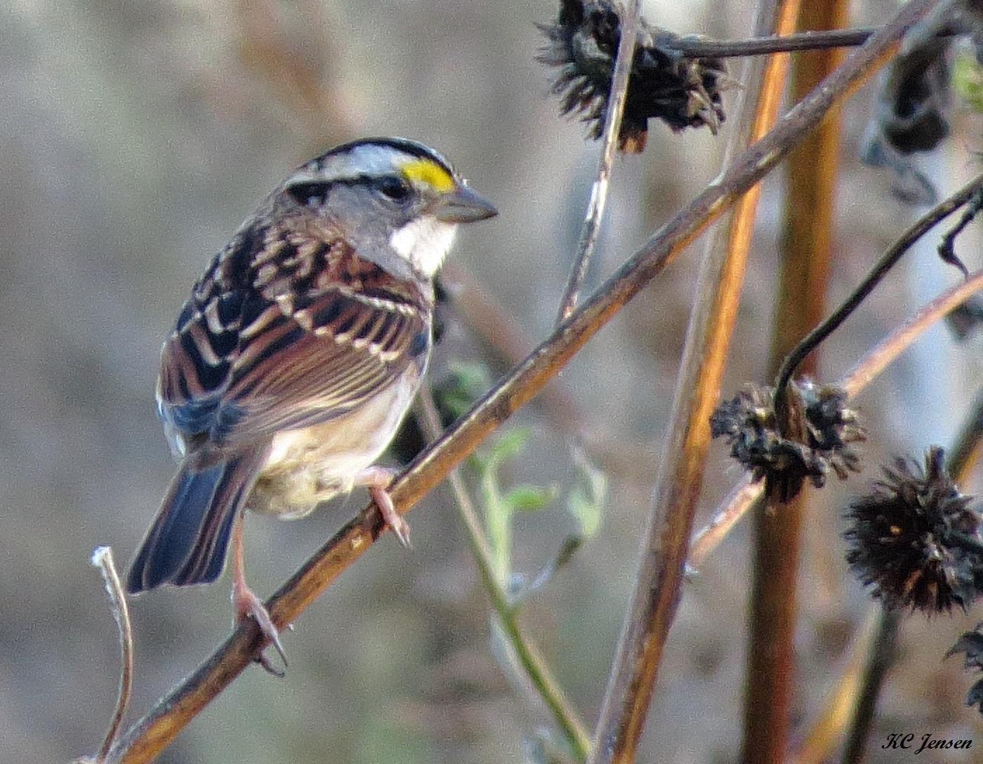 White-throated Sparrow Photo by Kent Jensen