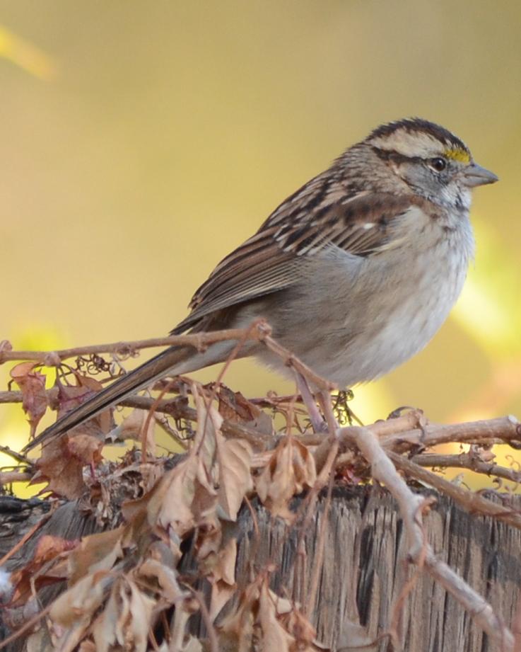 White-throated Sparrow Photo by Dan Belcher