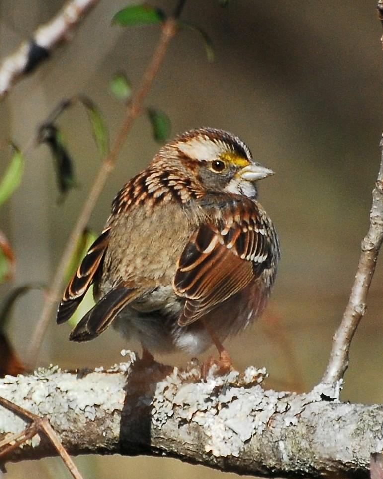 White-throated Sparrow Photo by David Hollie