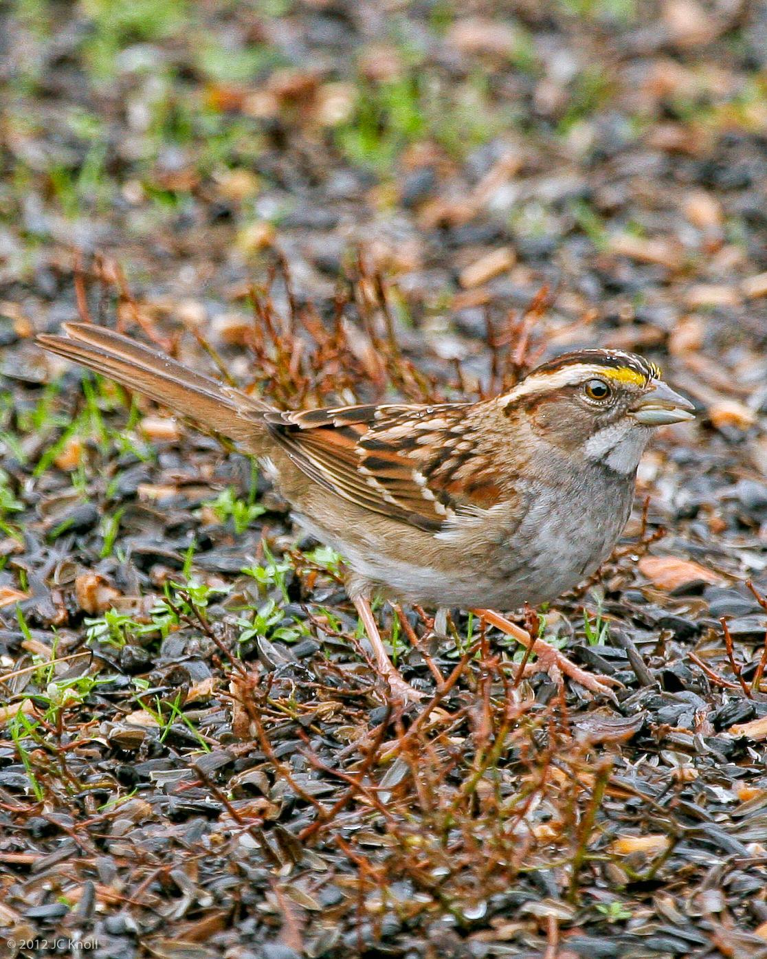 White-throated Sparrow Photo by JC Knoll