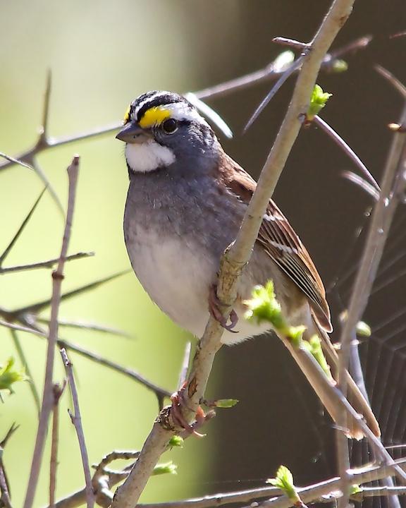 White-throated Sparrow Photo by Denis Rivard