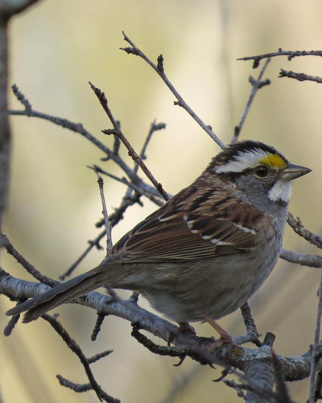 White-throated Sparrow Photo by Kelly Preheim
