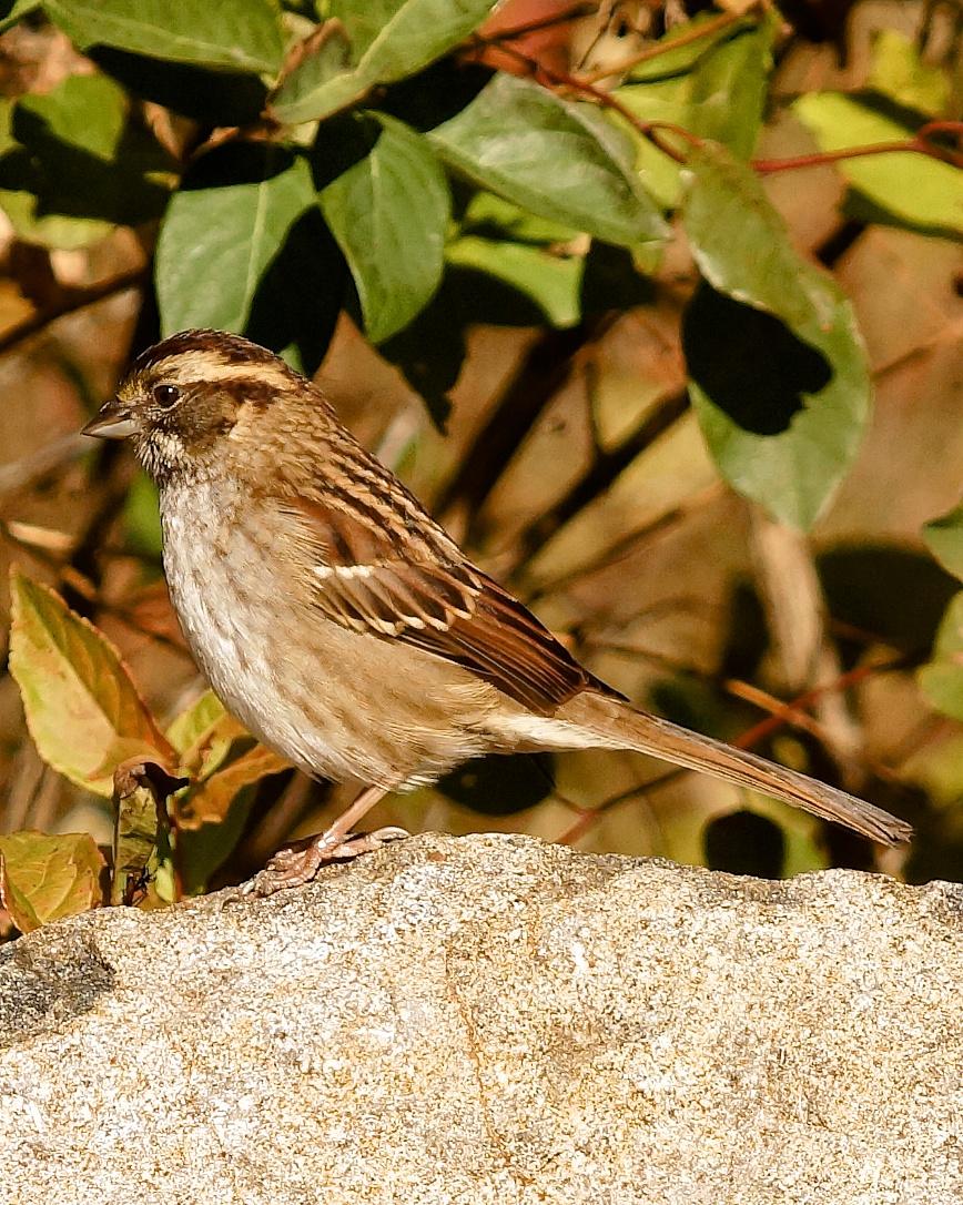 White-throated Sparrow Photo by Gerald Hoekstra
