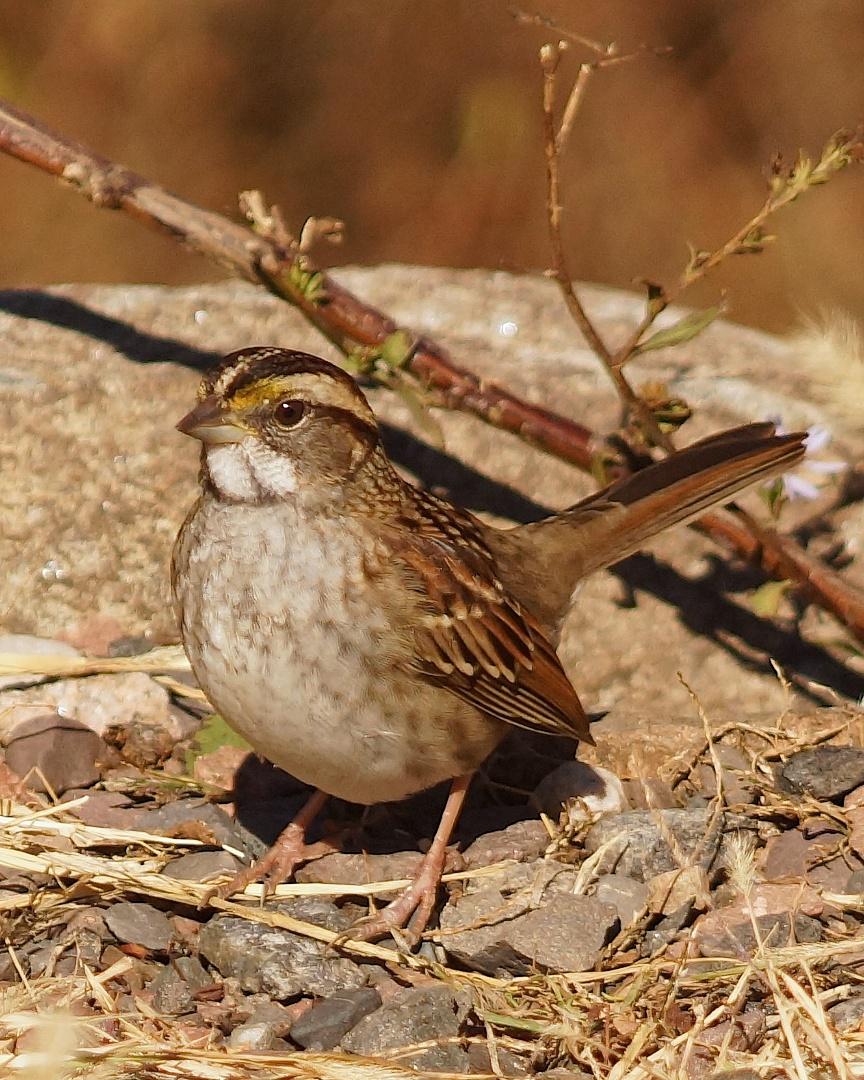 White-throated Sparrow Photo by Gerald Hoekstra