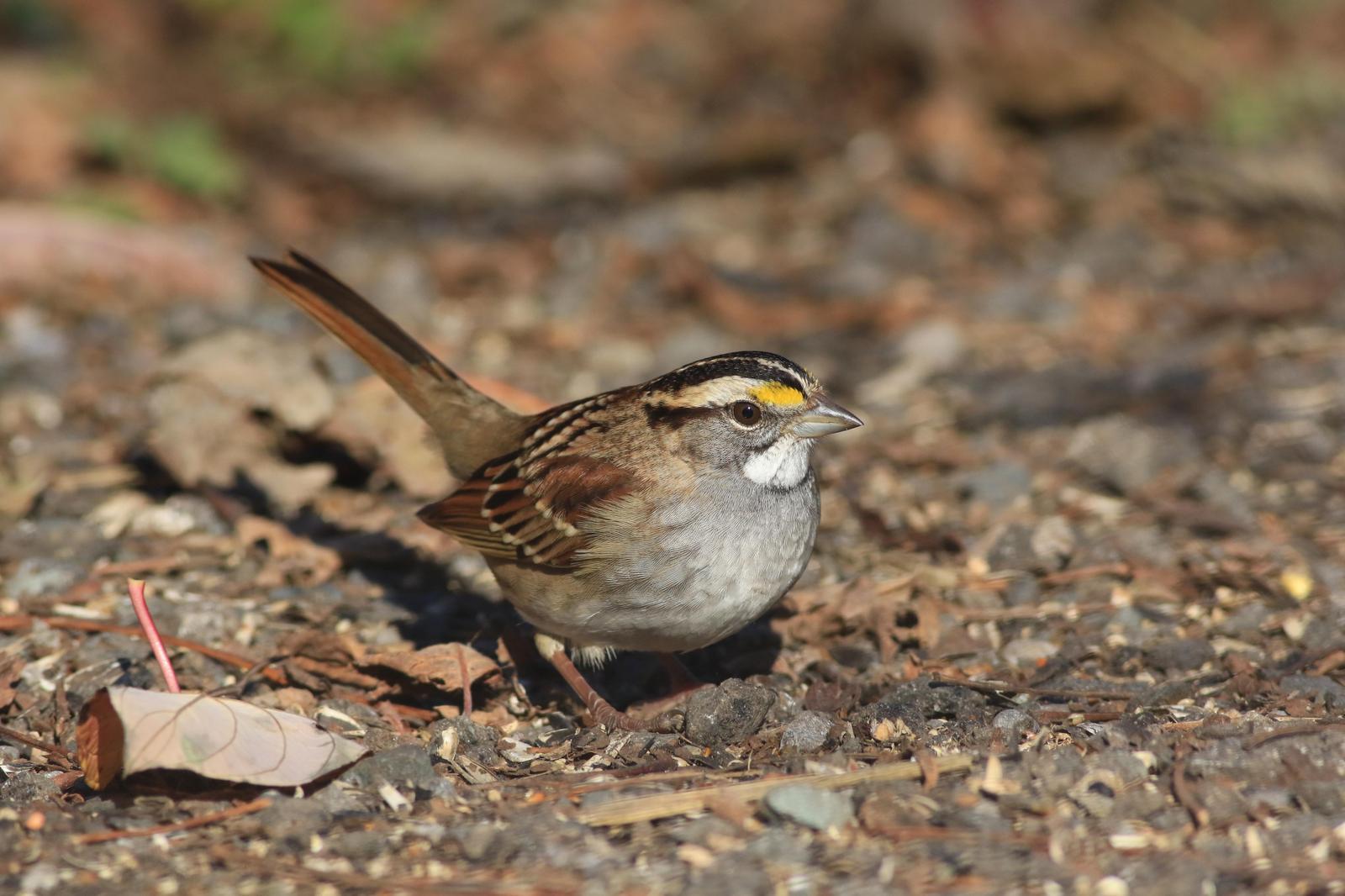 White-throated Sparrow Photo by Pat Schleiffer