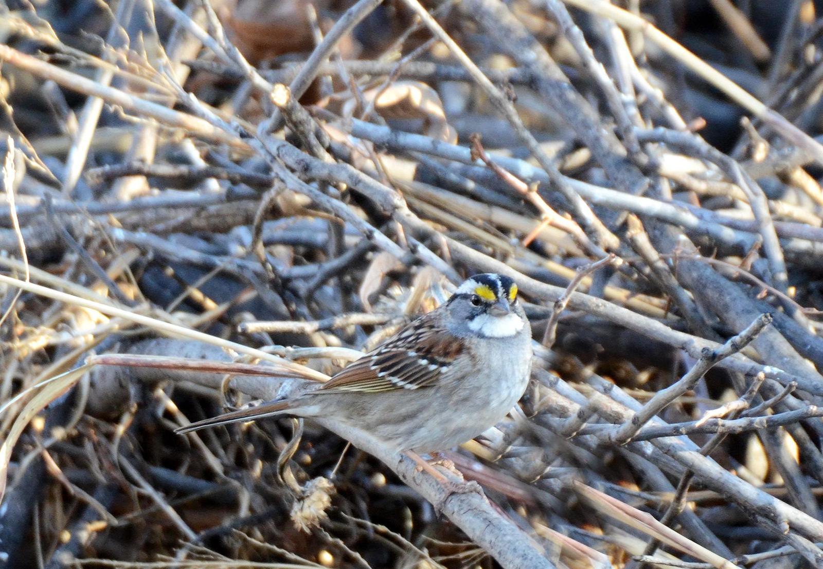 White-throated Sparrow Photo by Steven Mlodinow