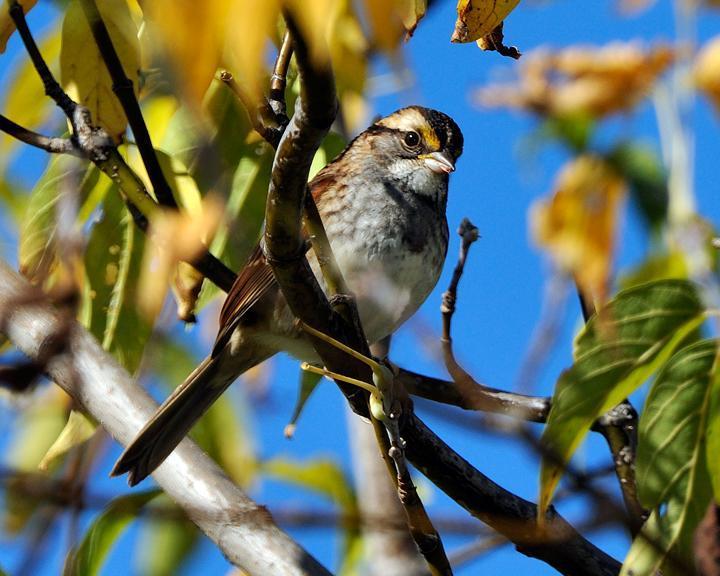 White-throated Sparrow Photo by Jean-Pierre LaBrèche