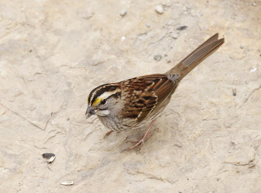 White-throated Sparrow Photo by Vicki Miller