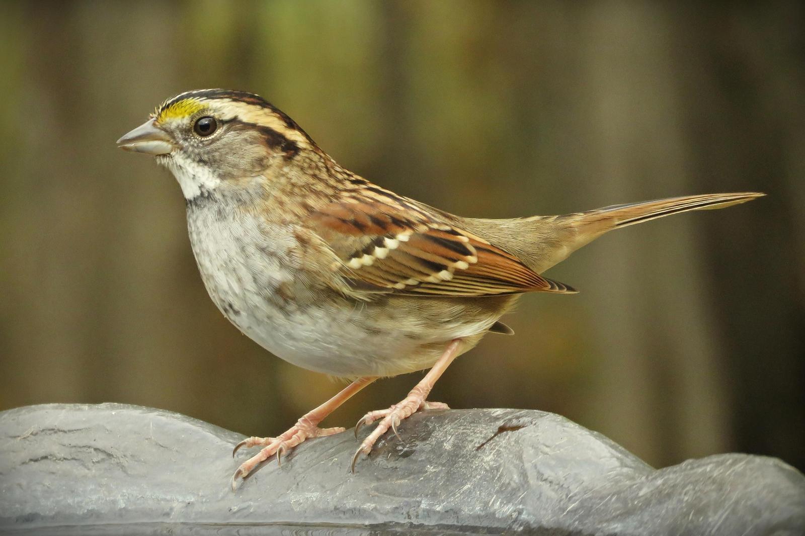 White-throated Sparrow Photo by Bob Neugebauer