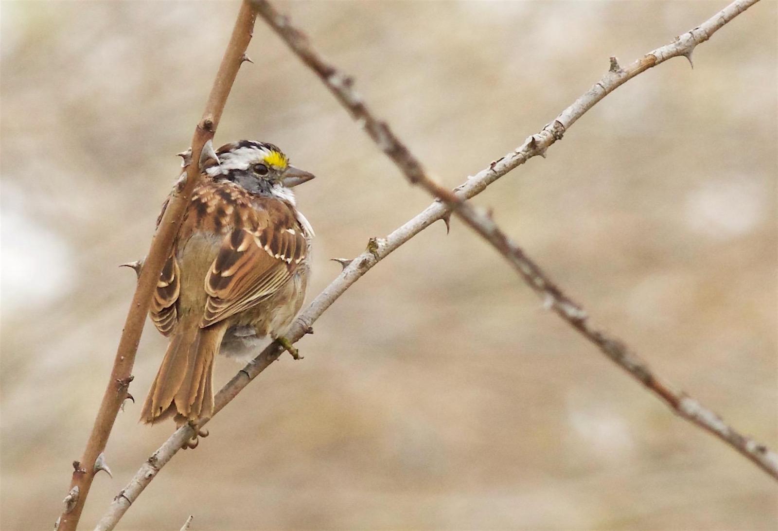 White-throated Sparrow Photo by Kathryn Keith