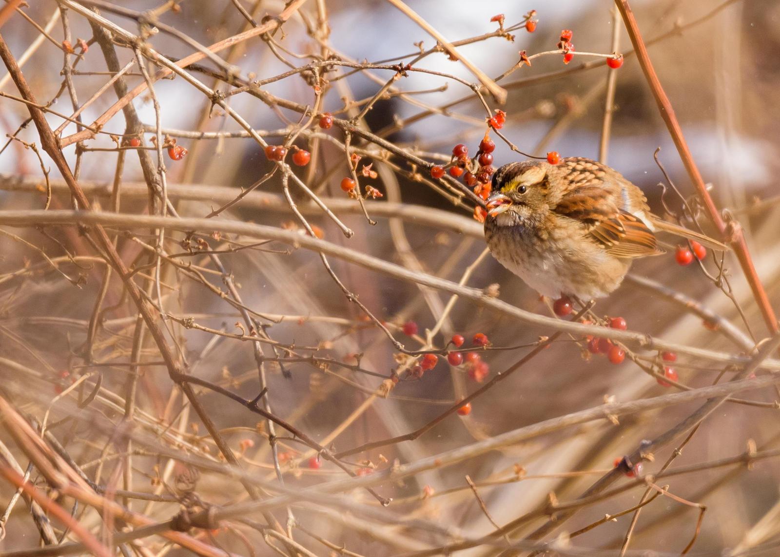 White-throated Sparrow Photo by Keshava Mysore