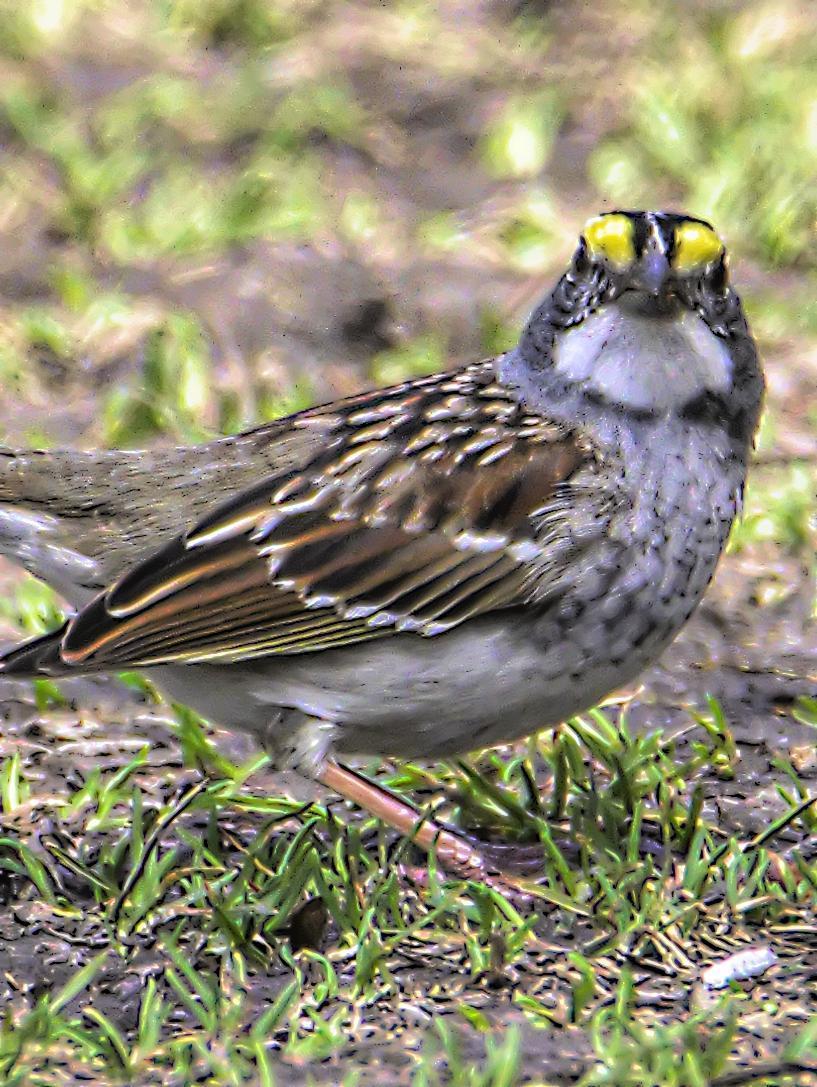 White-throated Sparrow Photo by Dan Tallman