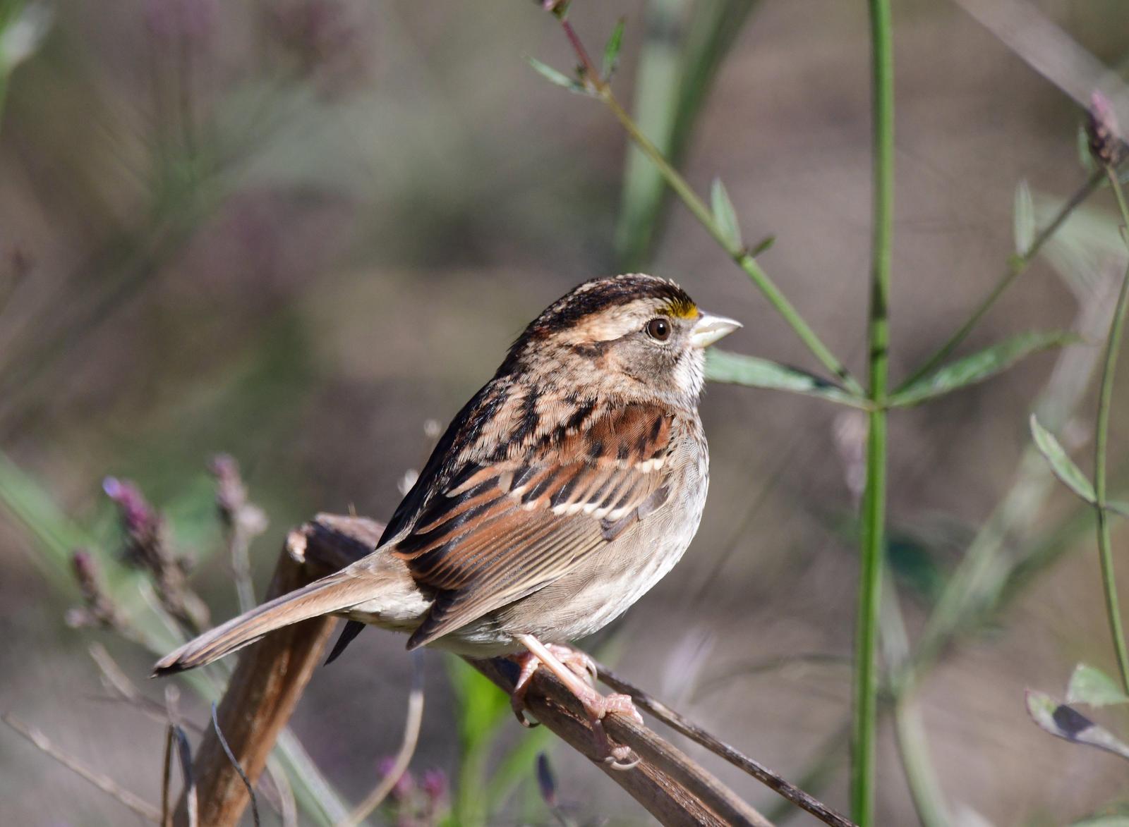 White-throated Sparrow Photo by Jacob Zadik