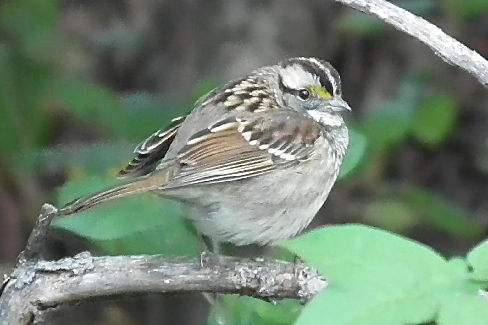 White-throated Sparrow Photo by Enid Bachman
