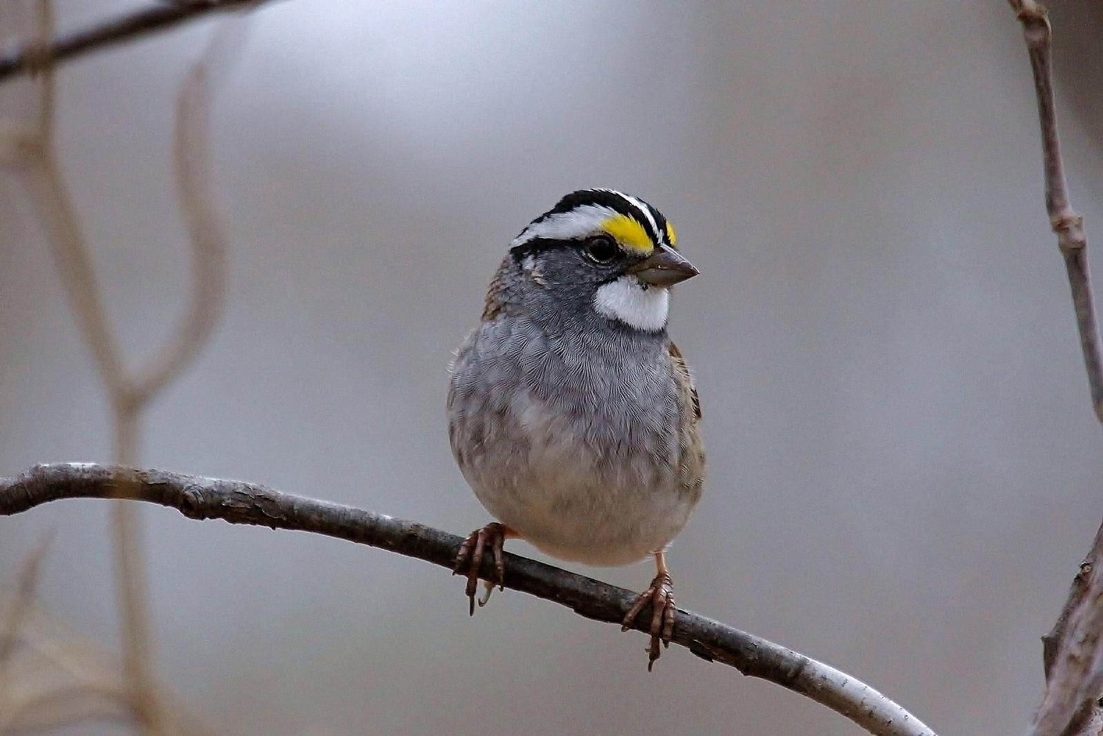 White-throated Sparrow Photo by Matthew McCluskey