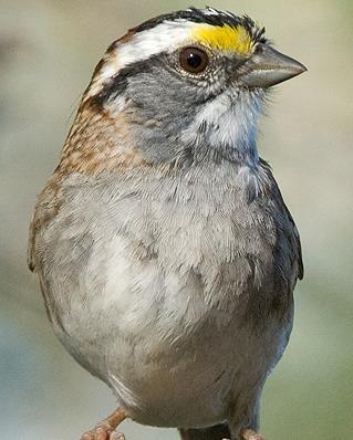 White-throated Sparrow Photo by Pete Myers