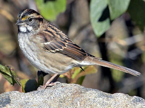White-throated Sparrow Photo by Dan Tallman