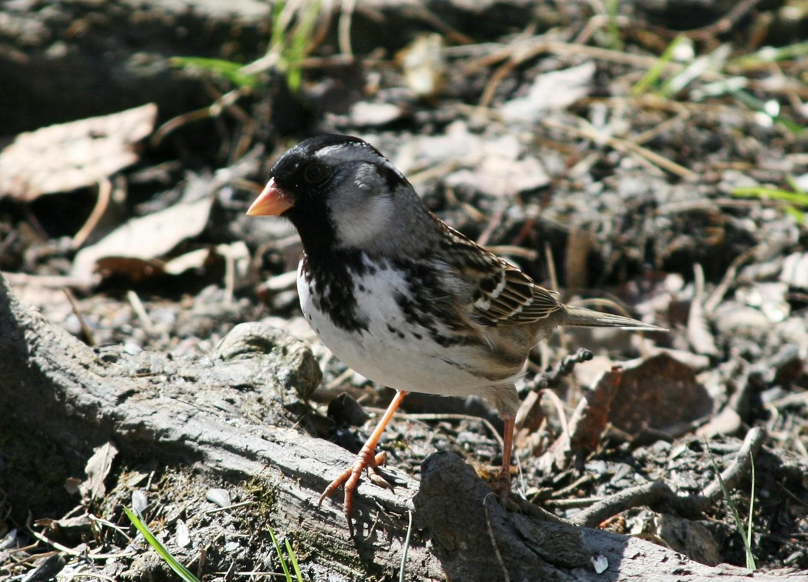 Harris's Sparrow Photo by Aaron Hywarren