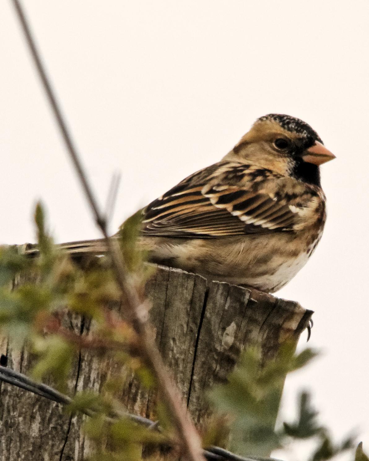 Harris's Sparrow Photo by Eleanor Kwik