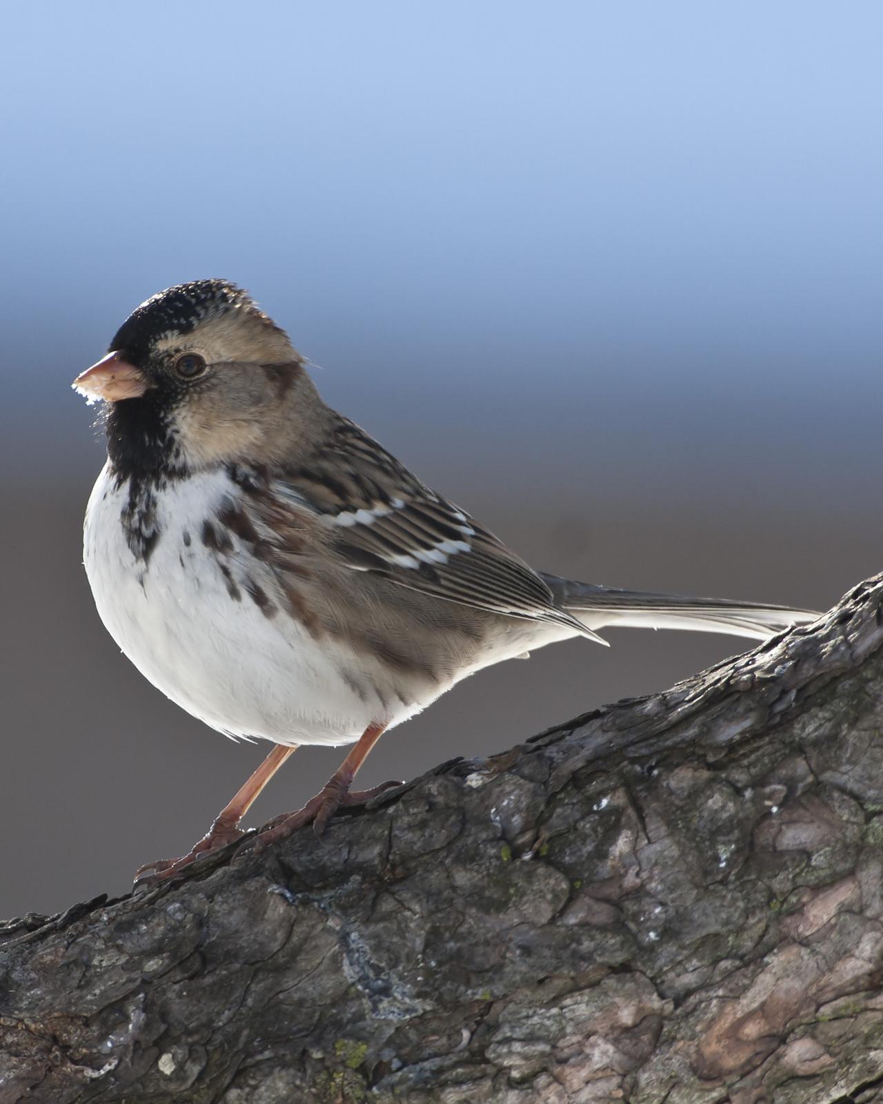 Harris's Sparrow Photo by Bill Adams