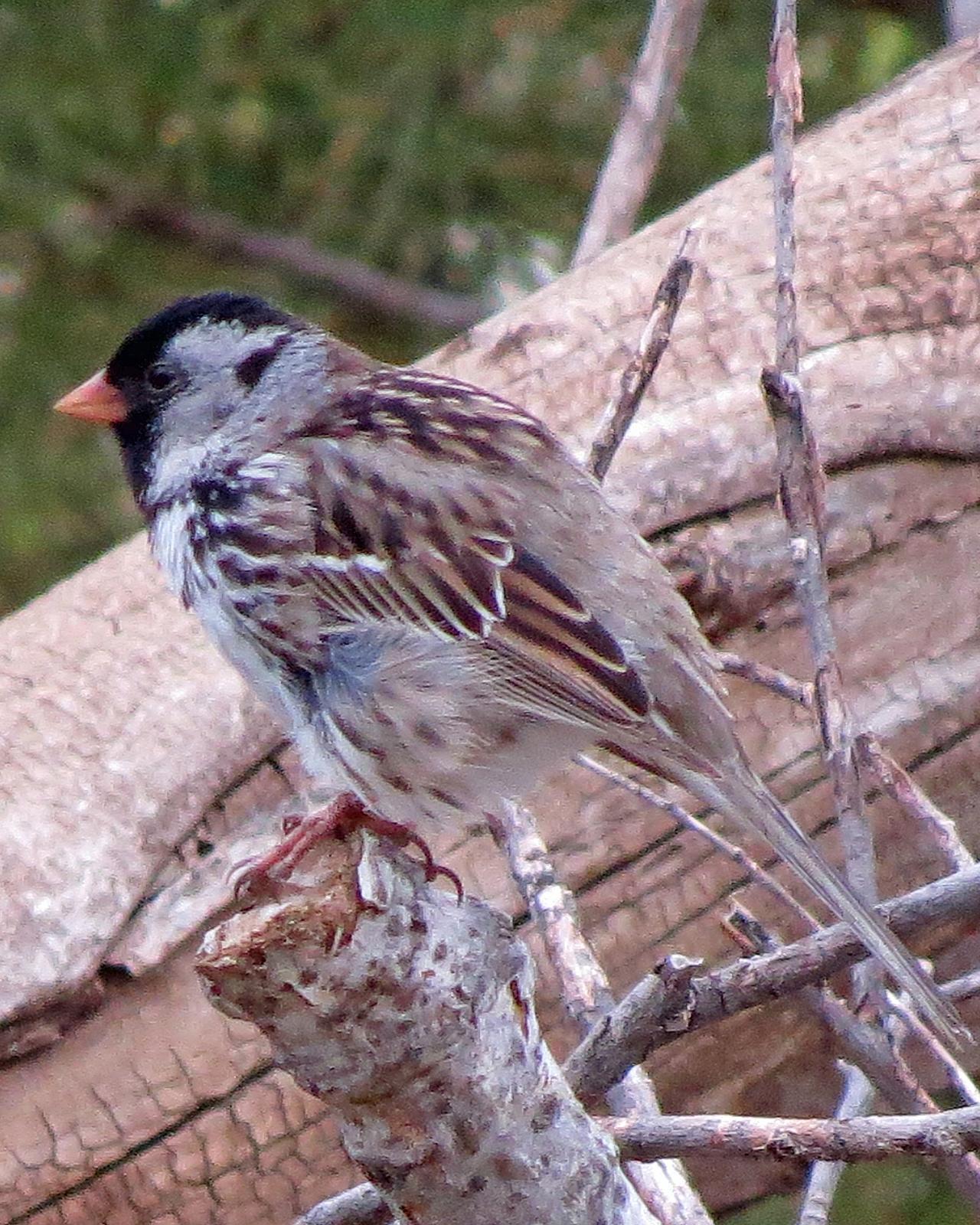 Harris's Sparrow Photo by Kelly Preheim
