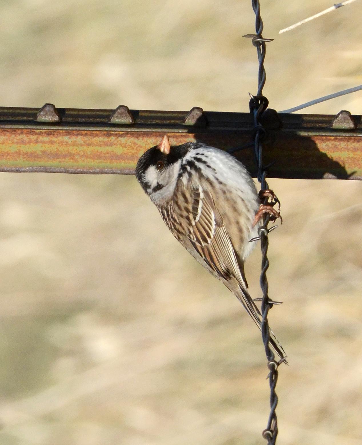 Harris's Sparrow Photo by Steven Mlodinow