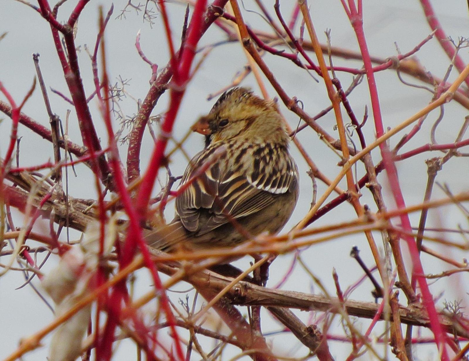 Harris's Sparrow Photo by Kent Jensen