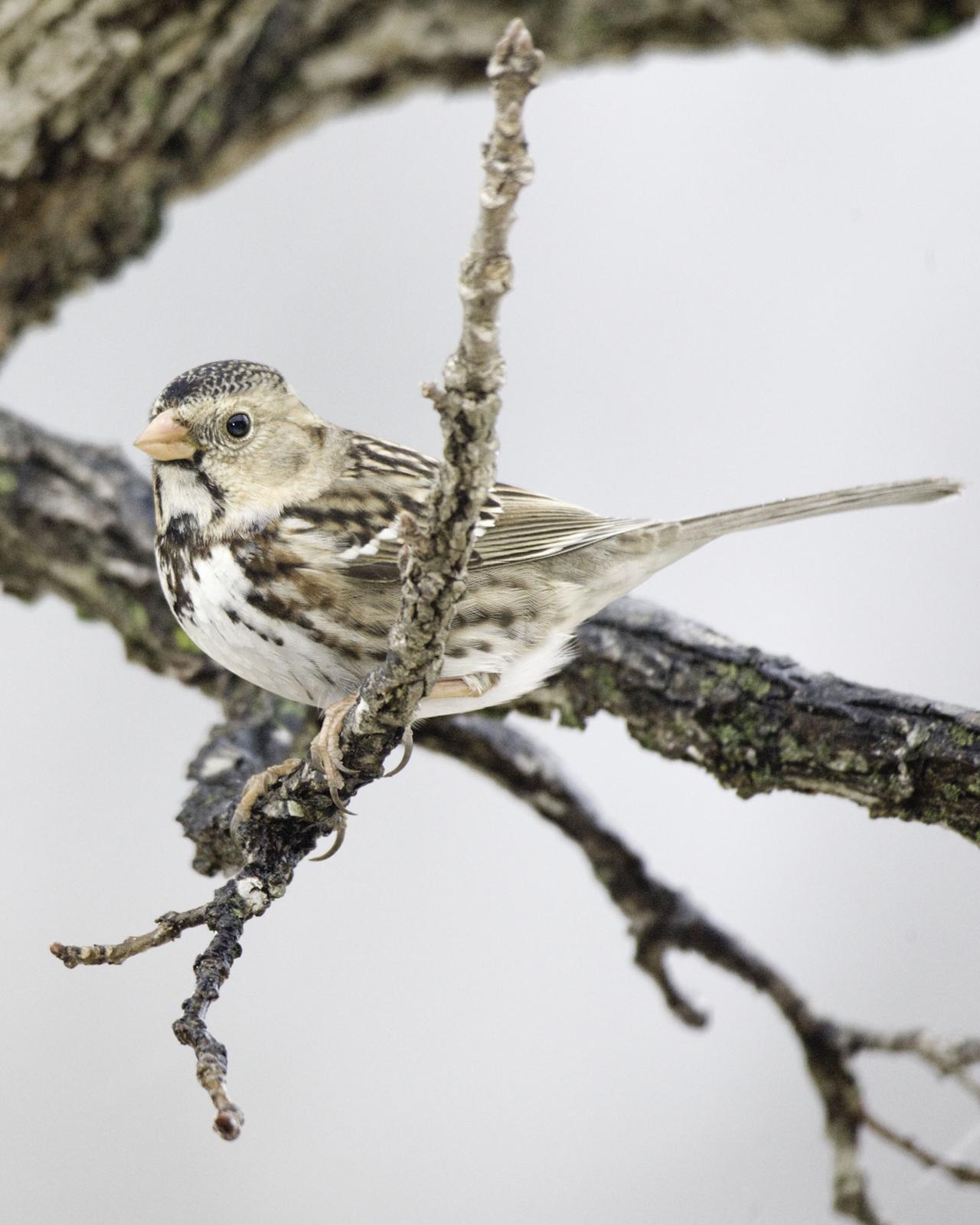 Harris's Sparrow Photo by Mary Ann Melton
