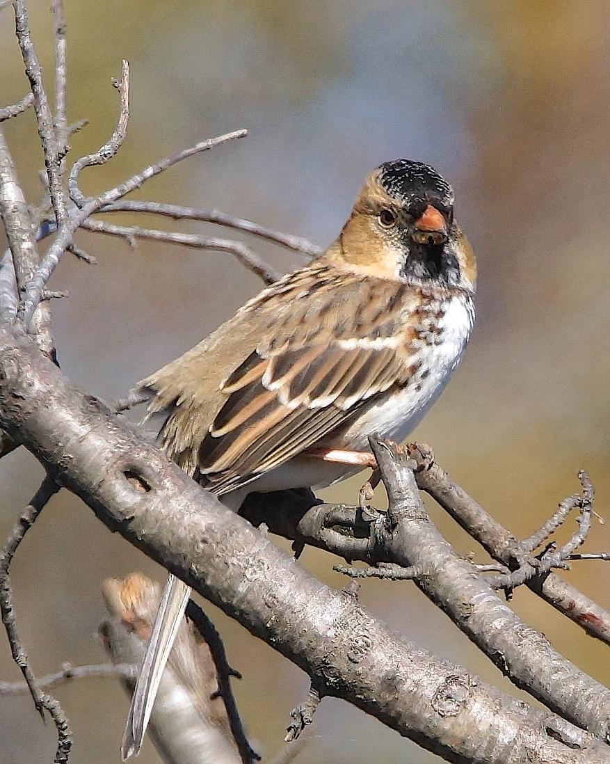 Harris's Sparrow Photo by Gerald Hoekstra