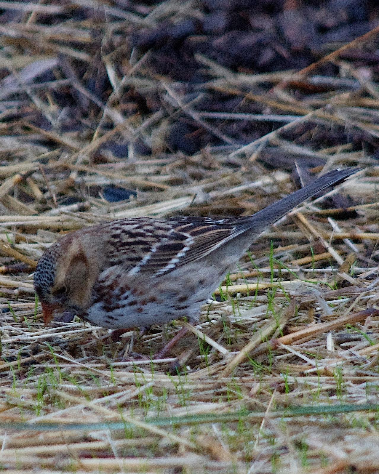 Harris's Sparrow Photo by Gerald Hoekstra