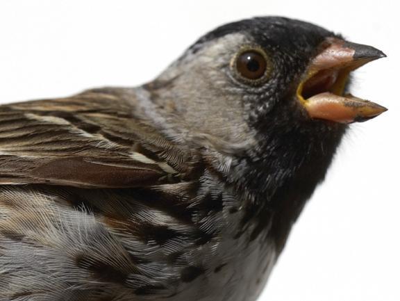 Harris's Sparrow Photo by Dan Tallman
