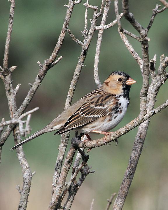 Harris's Sparrow Photo by Ron Storey