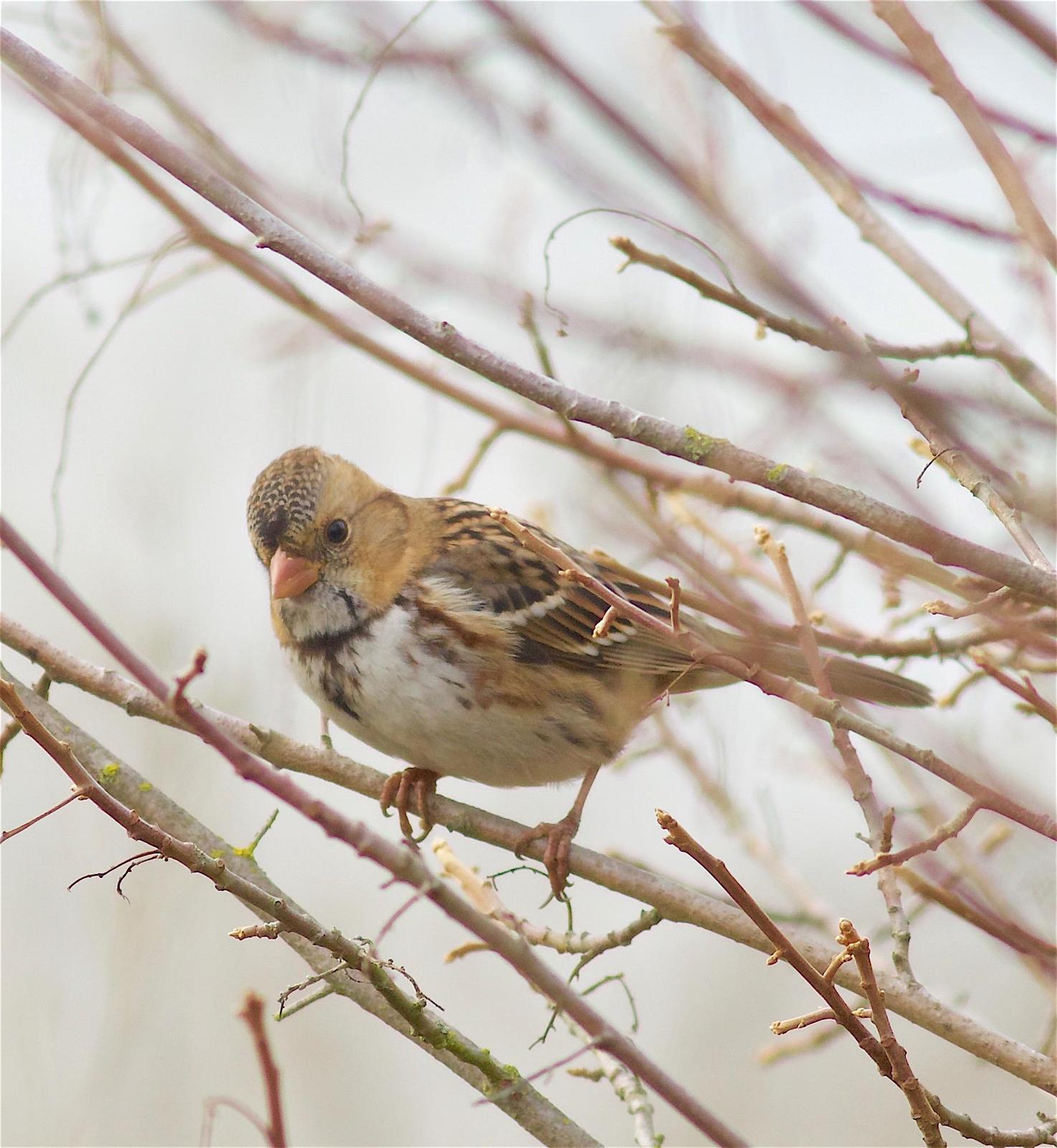 Harris's Sparrow Photo by Kathryn Keith