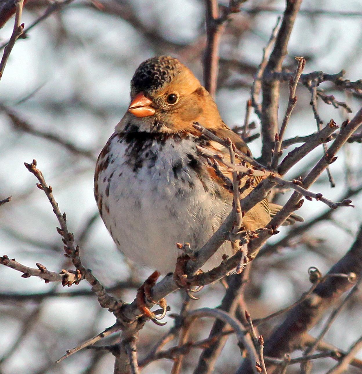 Harris's Sparrow Photo by Tom Gannon