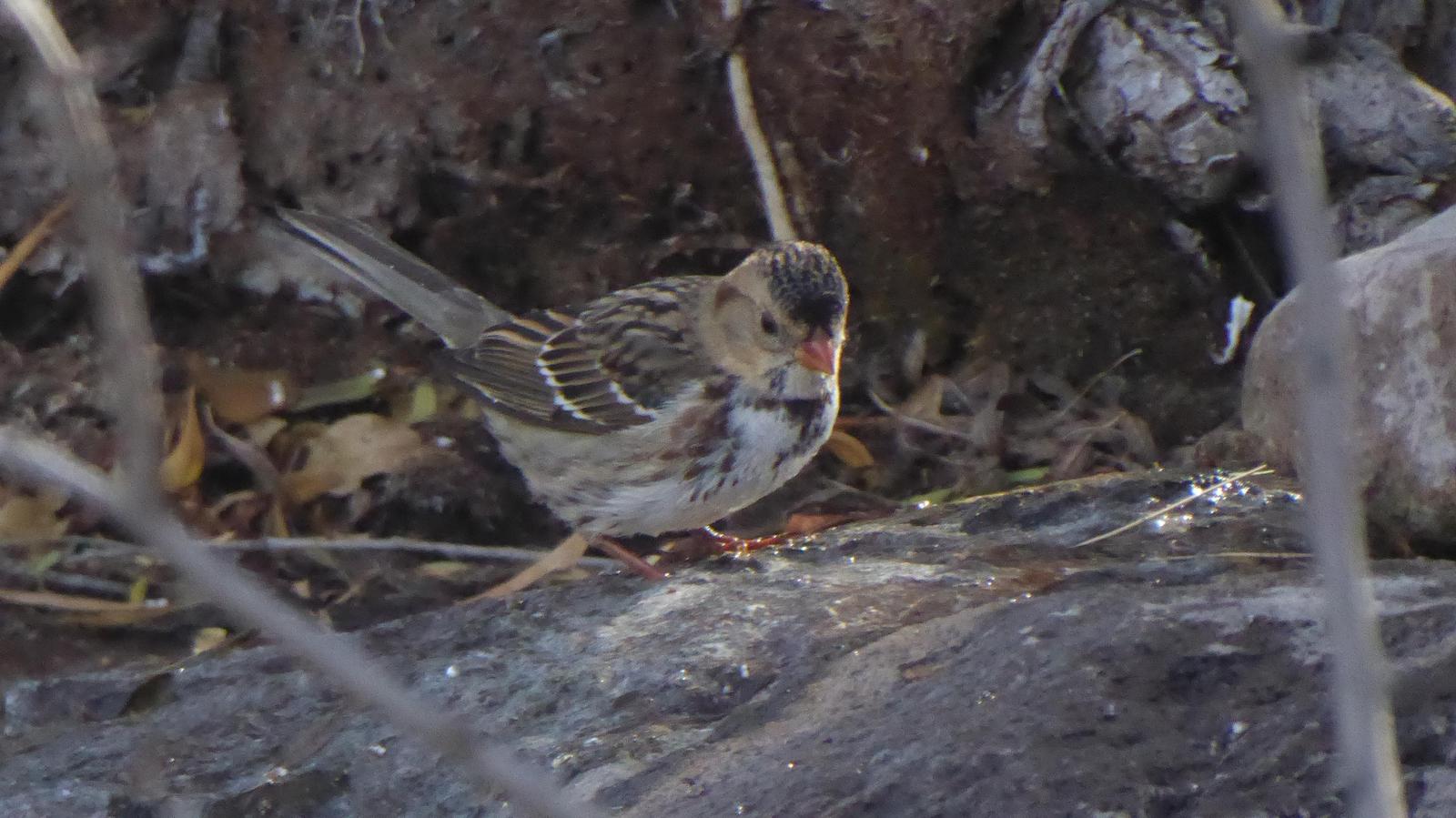 Harris's Sparrow Photo by Daliel Leite