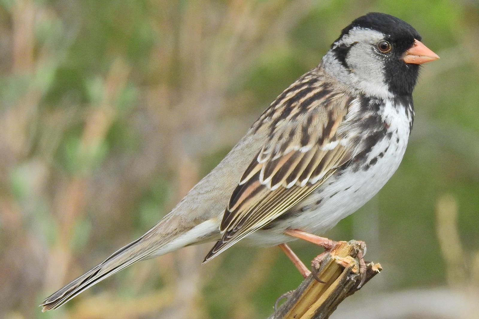Harris's Sparrow Photo by Enid Bachman