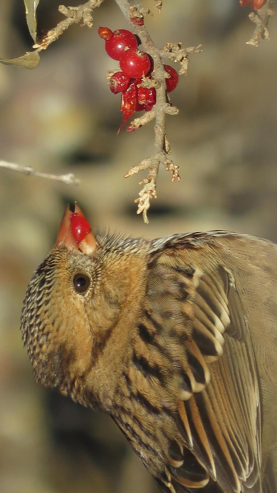 Harris's Sparrow Photo by Bob Neugebauer