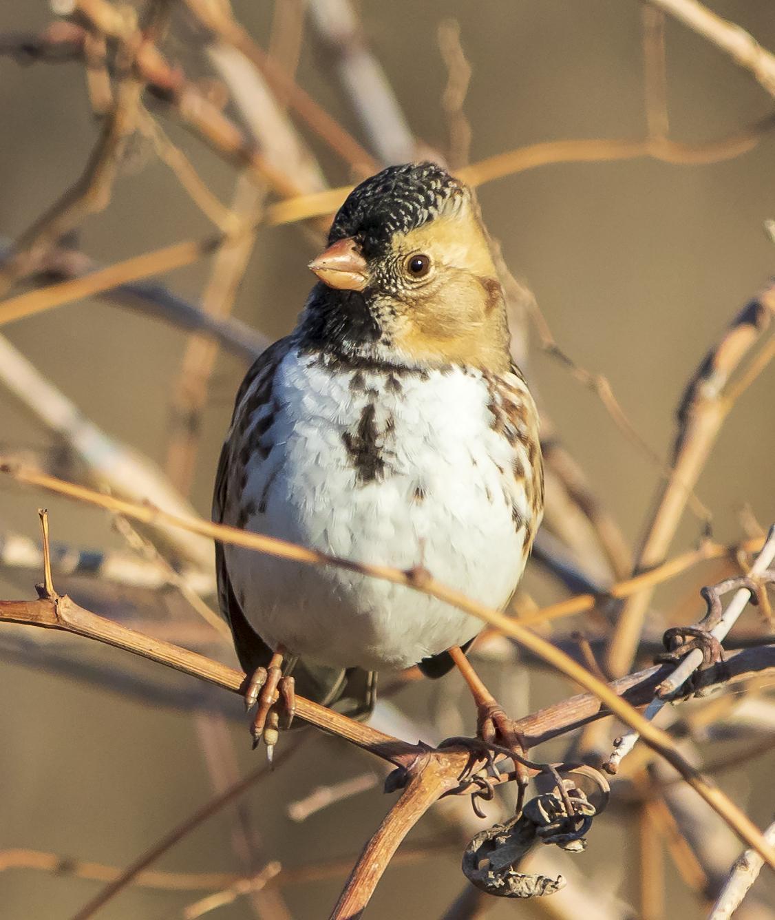 Harris's Sparrow Photo by Tom Gannon