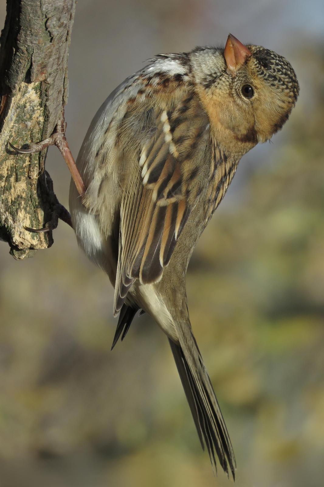 Harris's Sparrow Photo by Bob Neugebauer
