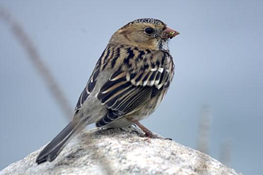 Harris's Sparrow Photo by Dan Tallman