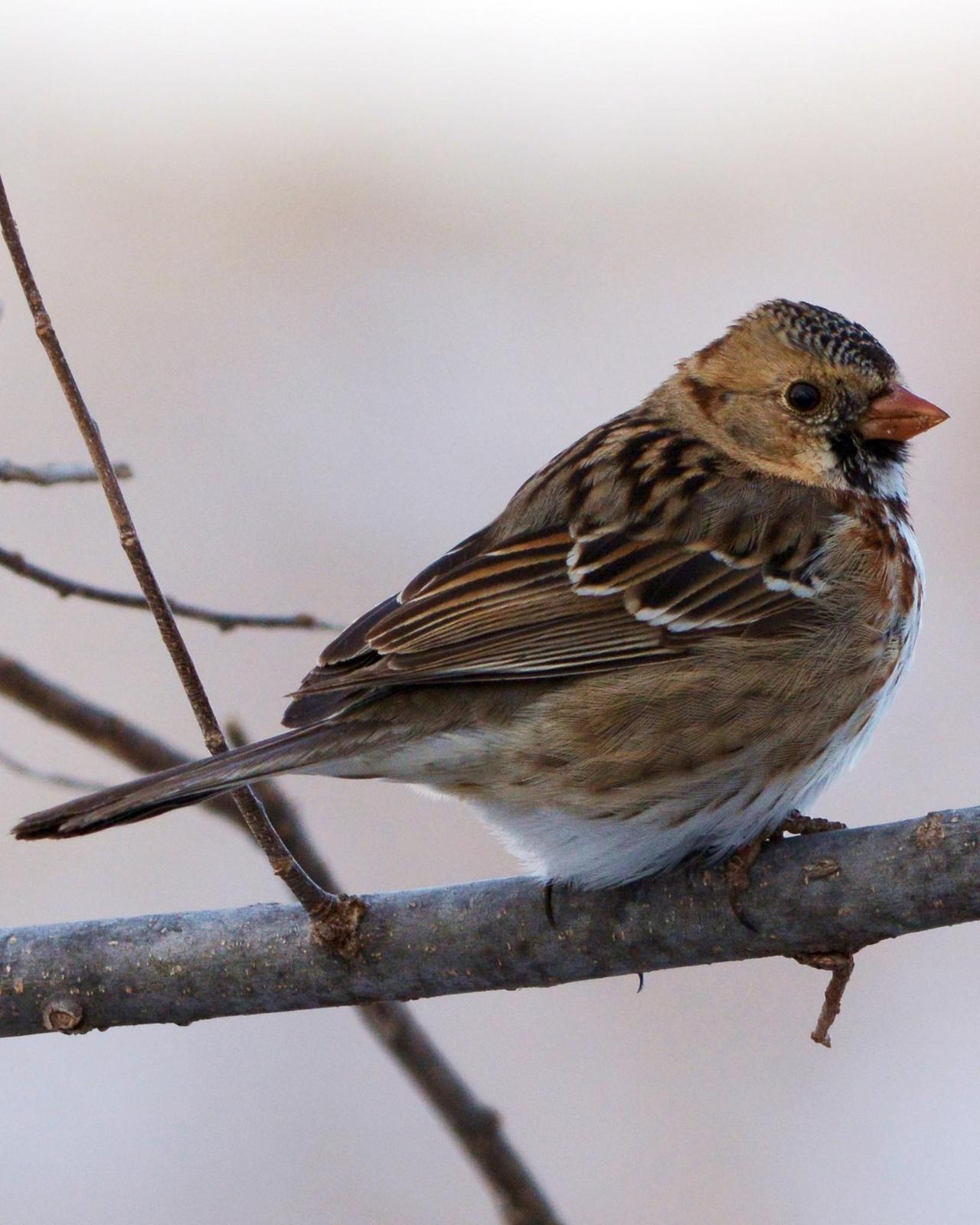 Harris's Sparrow Photo by David Hollie