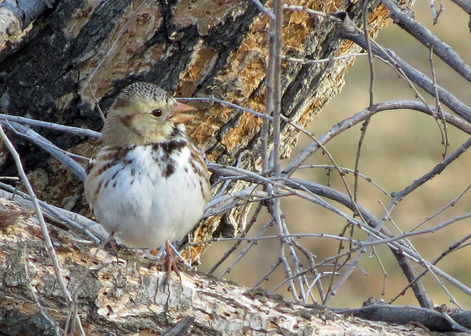 Harris's Sparrow Photo by Kelly Preheim