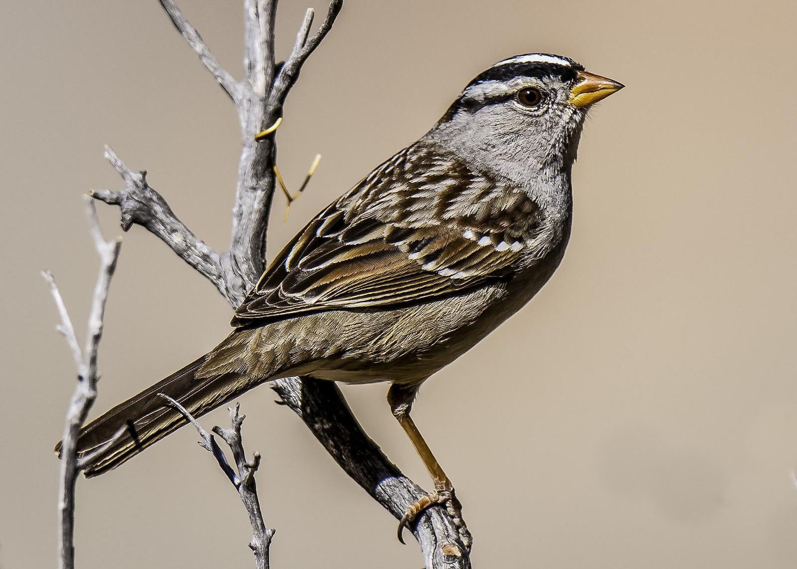White-crowned Sparrow Photo by Mason Rose