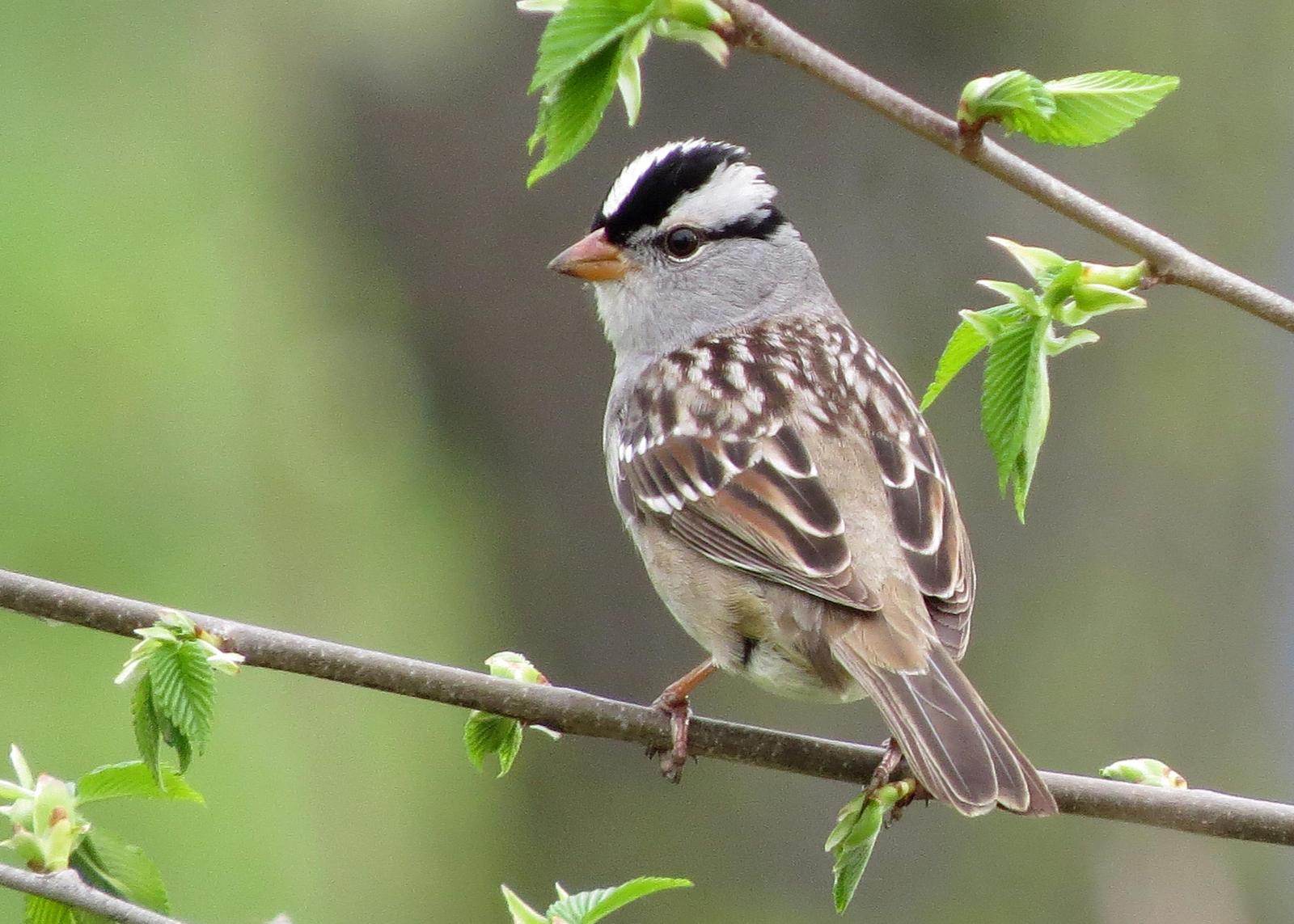 White-crowned Sparrow Photo by Kelly Preheim